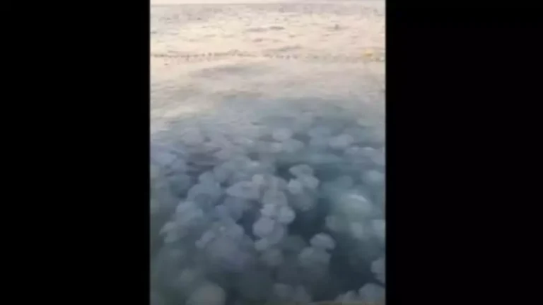 Meduze uriașe în Portul Agigea (video)