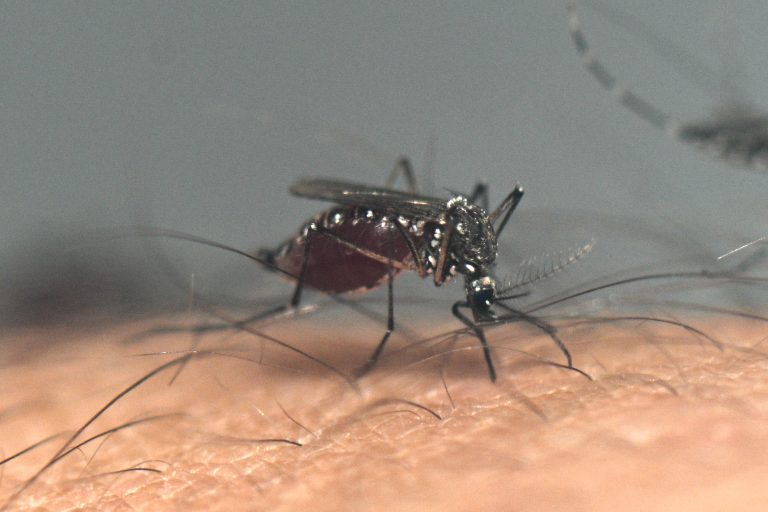 Institutul Naţional de Sănătate Publică informează că în lunile iunie şi august s-au înregistrat 13 cazuri de infecţie cu virusul West Nile