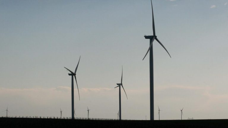 Vultur omorât de turbina unei eoliene